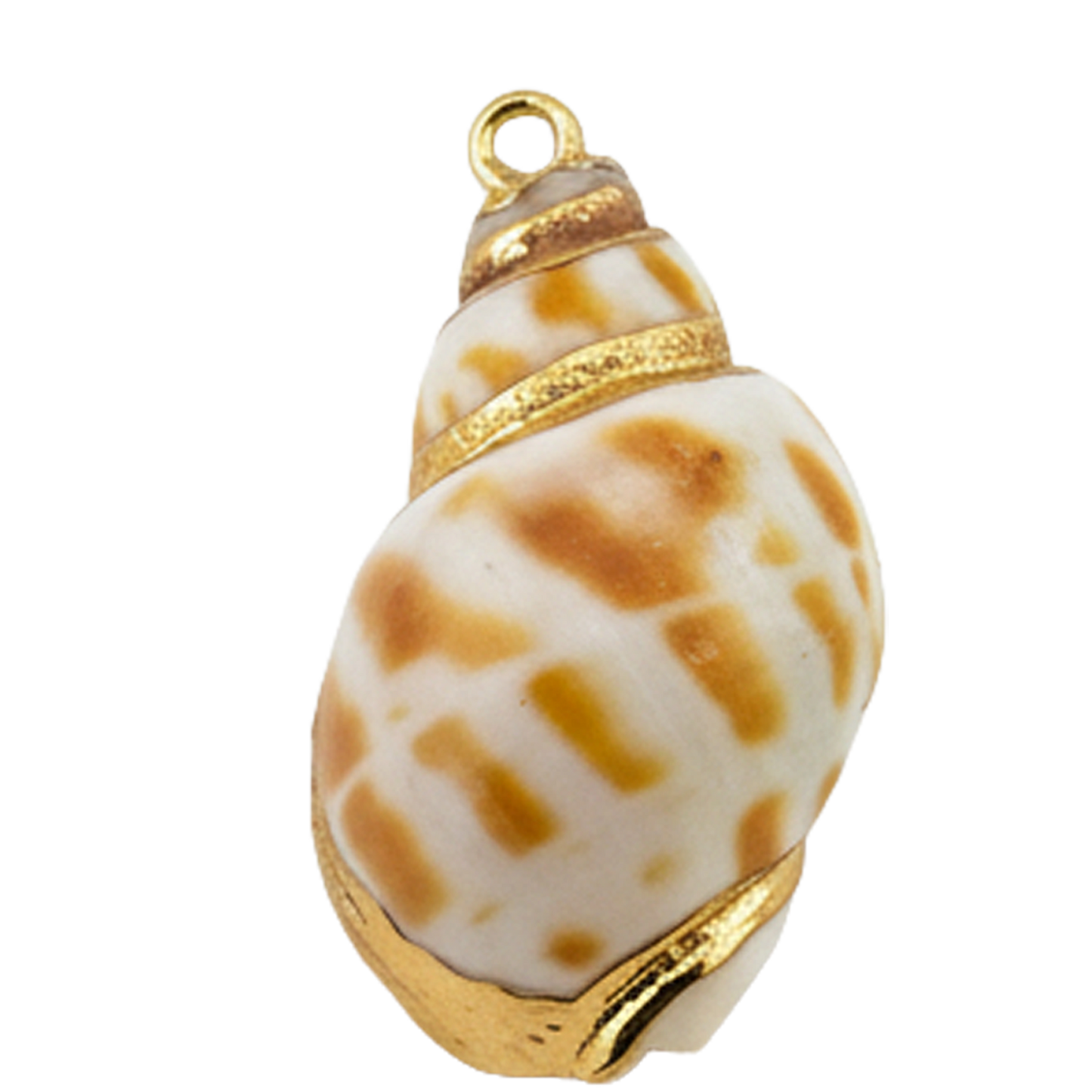 Seashell
