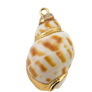 Seashell